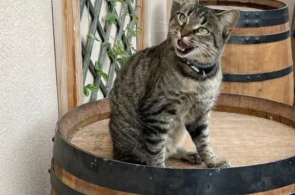 Chat tigré gris perdu à L'Isle-sur-la-Sorgue - photo