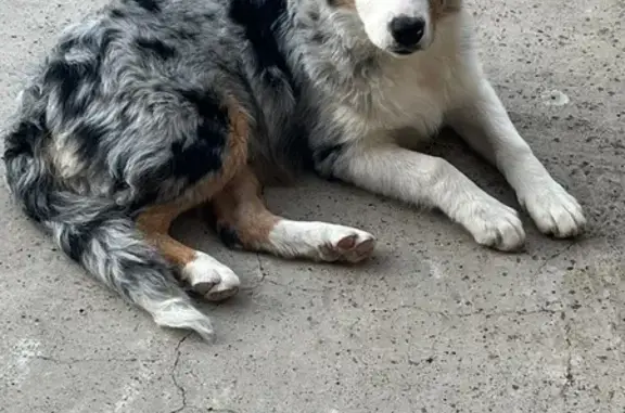 Chien perdu Lespignan, photo : Chien perdu Azur, bleu merle, Lespignan