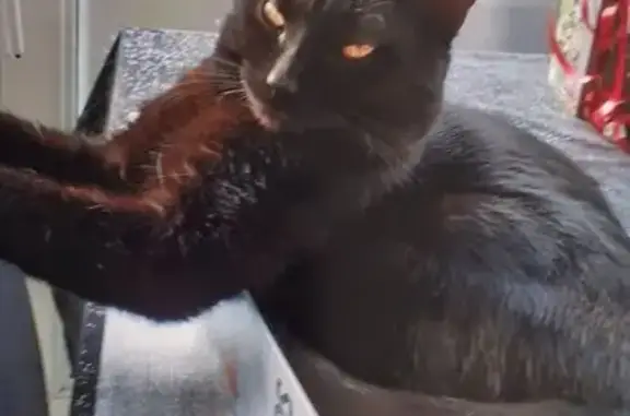 Animaux perdus Aumale, photo: Chat perdue, yeux dorés, rue Curie, Aumale