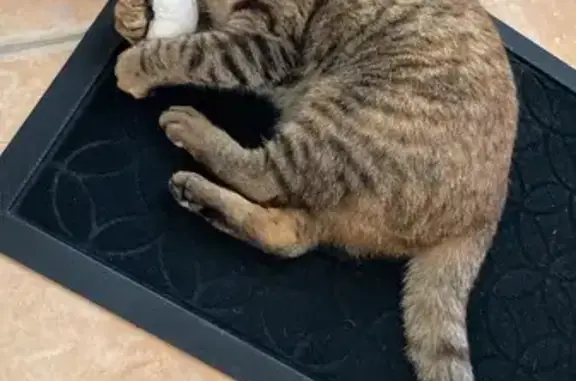 Chatte tigrée perdue à Clévilliers - photo