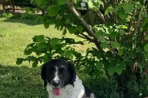Chienne perdue : croisée labrador/jack, Nîmes - photo
