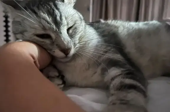 Animaux perdus Bègles, photo: Chatte perdue, craintive, rue Douaud Bègles