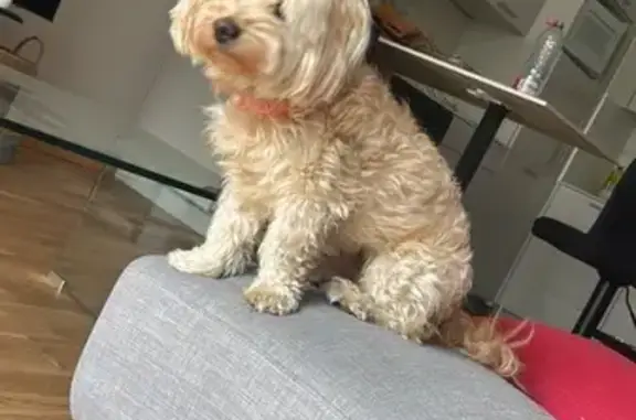 Chien beige perdu à Cormontreuil - photo
