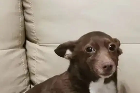 Animales perdidos Gomez Palacio, foto: ¡Perro perdido! Yuri, chihuahua café en Gómez Palacio