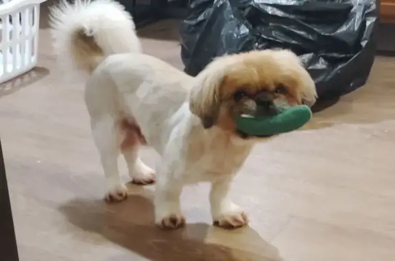 Lost Pekingese in Harrison, AR - Help!