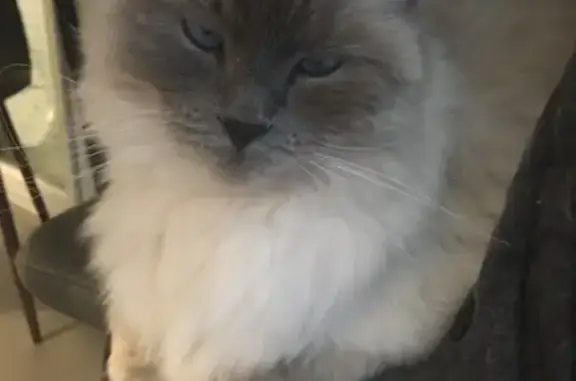 Chat perdu, Brussieu, photo: Chat Sacré de Birmanie perdu à Brussieu