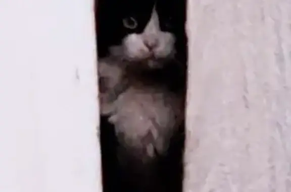 Chat noir et blanc trouvé, très apeuré. - photo