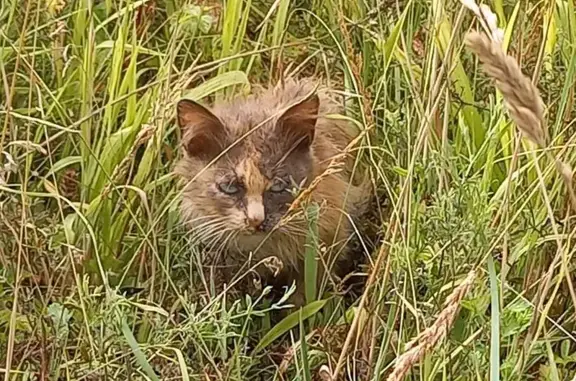 Chat trouvé , photo: Chat marron aux yeux verts trouvé à Verberie