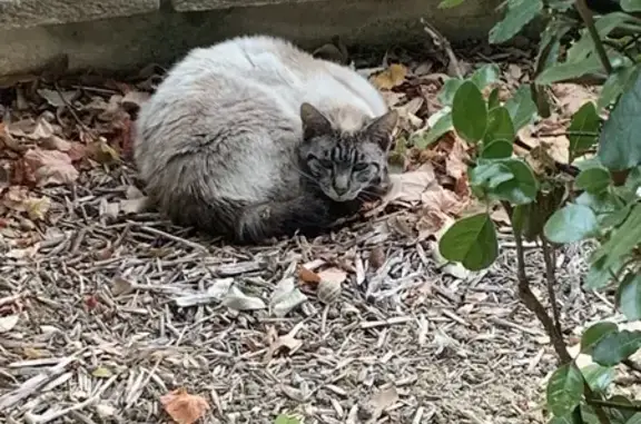 Chat trouvé Colayrac-Saint-Cirq, photo: Chat marron clair trouvé à Colayrac