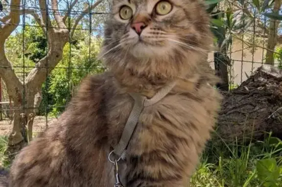 Chat sibérien perdu, Rue de l'Églantier - photo