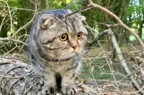 Animaux perdus Gif-sur-Yvette, photo: Chatte perdue, Tigre noir/beige, Gif-sur-Yvette