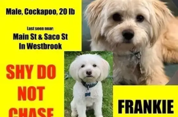 Lost 20lb White Cockapoo in Westbrook