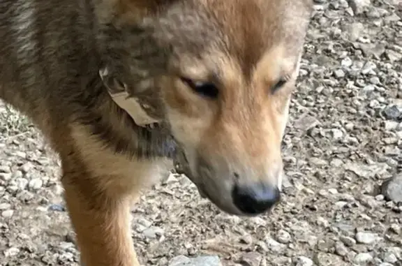 Akira, Shiba perdue à Bayeux - photo