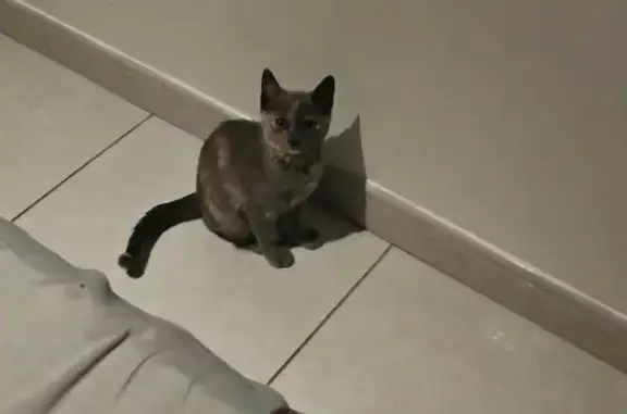 Chat trouvé , photo: Chatons roux et gris trouvés à Oyonnax
