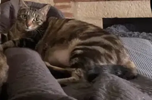 Chat perdu : Tigre, queue cassée, Sérignac - photo