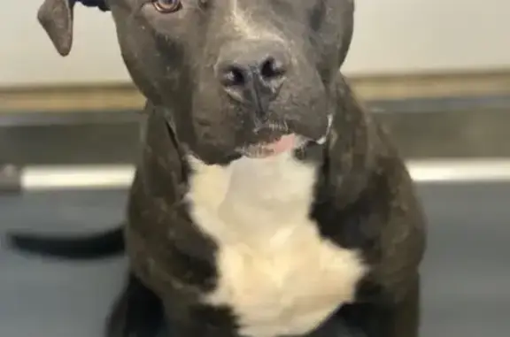 Lost Black Pitbull on Stone Ridge Rd
