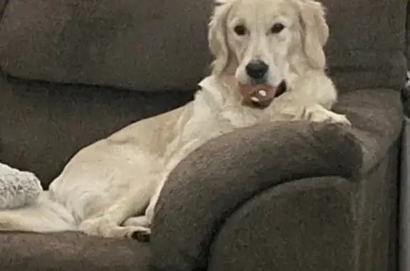 Help Find Our Lost White Golden on West Randolph!