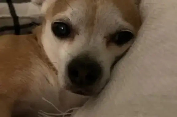 Missing dog , photo: Lost Tan Chihuahua 'Coco' - Help Needed!