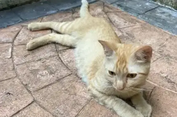 Playful Young Orange Cat Found Injured