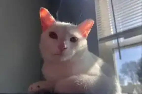 Lost White Cat: Circleville Area