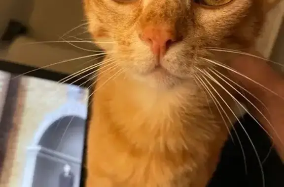 Animaux perdus , photo: Chat roux perdu à Beauziac, très craintif