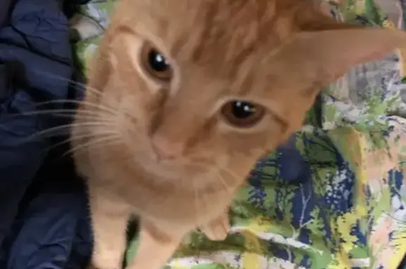 Lost: Small, Playful Orange Cat in Ludlow
