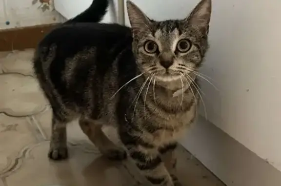 Chatte tigrée trouvée Rue Haute, Doulevant - photo