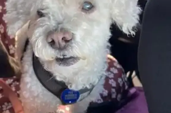 Lost: Blind & Deaf White Poodle, 15, SA