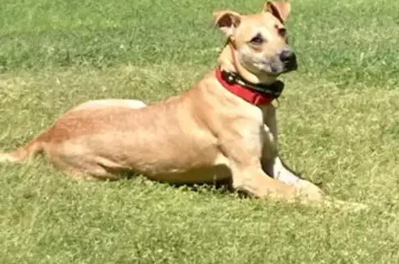 Lost Black Mouth Cur: Moore Rd, GA