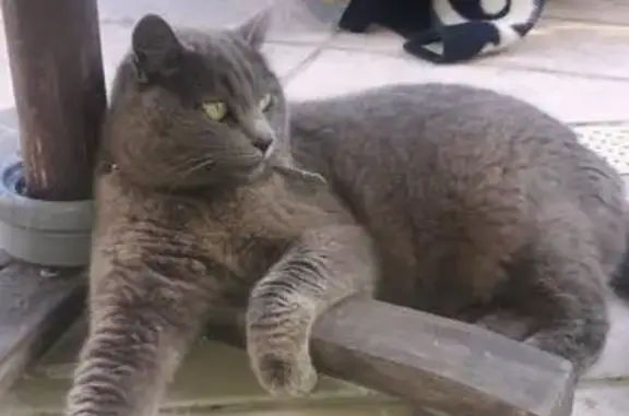 Lost: Grey Cat Kiara, 10, Les...