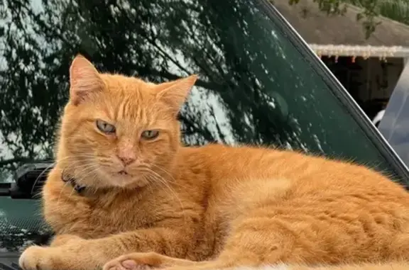 Lost Orange Cat: Last Seen on Gables Dr