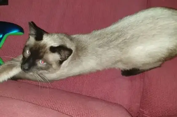 Gato perdido: joven y amigable, busca sombra