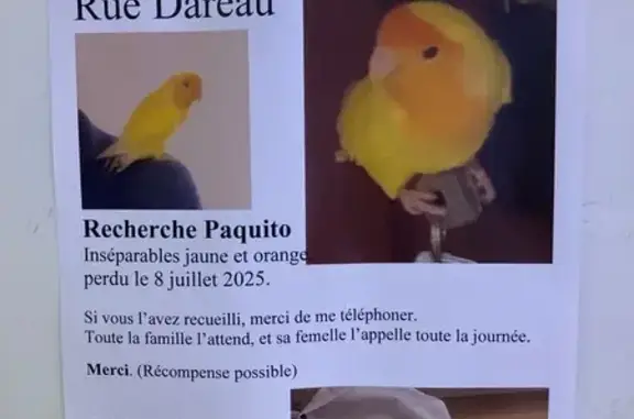Inséparable jaune perdu Rue Daguerre, Paris - photo