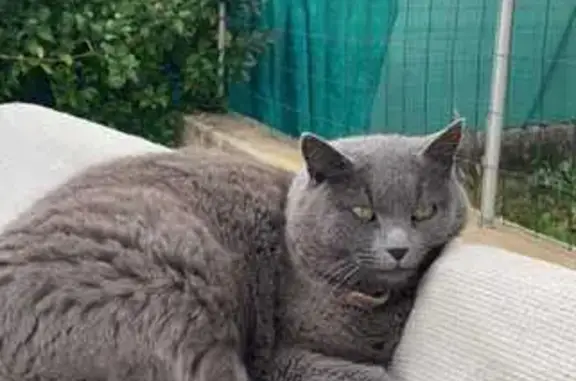 Chat perdu, Les Arcs, photo: Chatte grise perdue, Impasse des Roses