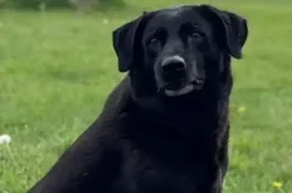 Lost Black Lab: Grey Chin, Limping, 9006