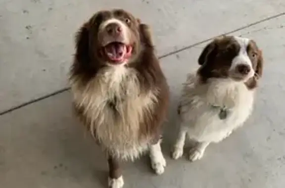Lost: Friendly Aussie Shepherds in Bakersfield