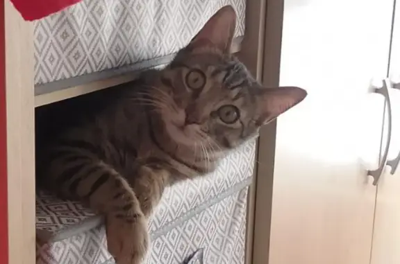 ¡Gato Perdido! Atigrado con Cola Blanca