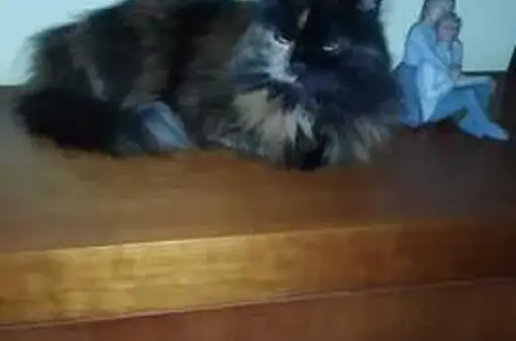 ¡Gata Perdida! Negra y Marrón, Cariñosa