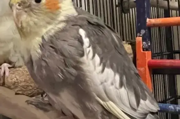 Lost pets Manchester, photo: Lost Bird: Grey, Yellow & Orange, Manchester