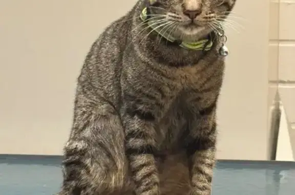 Found cat Washington, photo: Found Friendly Cat: Brown & Black Stripes