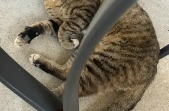 Found cat Allentown, photo: Sweet Male Cat Found on Jane Street