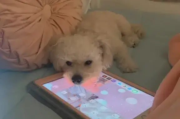 Lost Dog Near Magnum Circle, Killeen