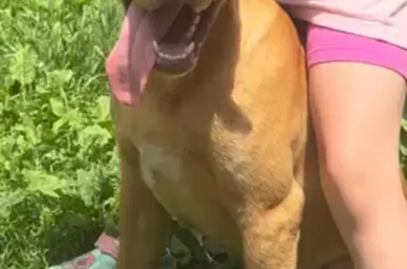 Lost Tan Retriever/Pit Mix in Solon Springs