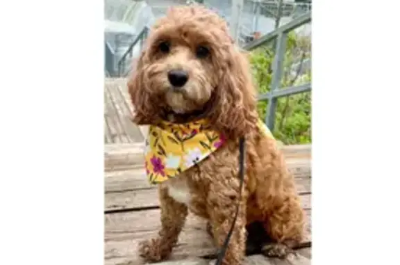 Lost Dog: Sweet & Shy on Main St, Toronto
