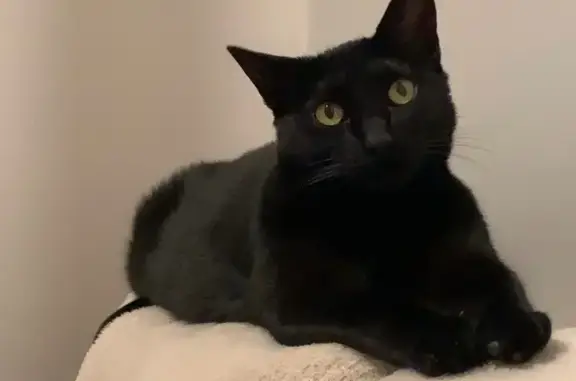 Chat perdu, Ivry-sur-Seine, photo: Chat noir perdu, yeux verts, Ivry-sur-Seine