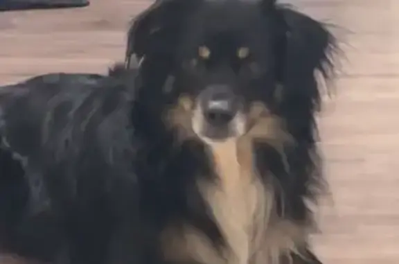 Lost Mini Aussie on West Main Street