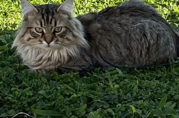 Chat perdu, Enchenberg, photo: Chat perdu Teddy, craintif à Enchenberg