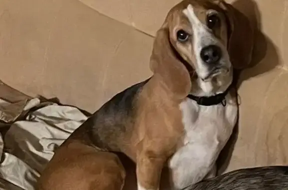 Lost Beagle: Friendly, Black Collar, Hartford