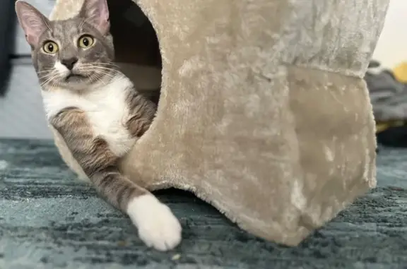 Lost Multicolor Cat on Queen Street