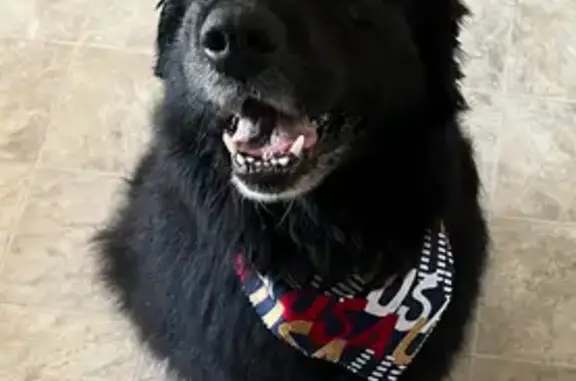 Lost: Teddy, Black Retriever/Pitbull Mix